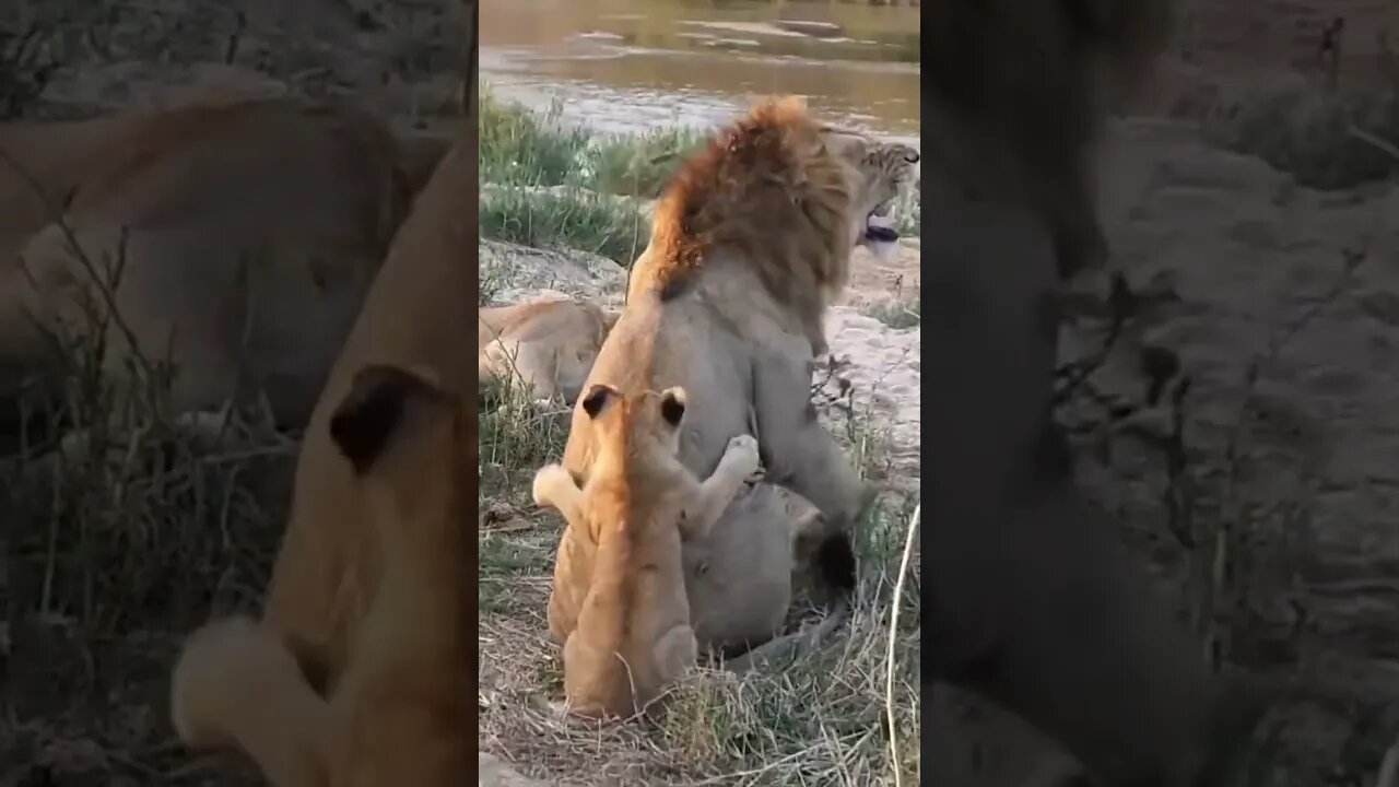 Lion Cub Playing With Dad | #shorts #MadeInMzansi