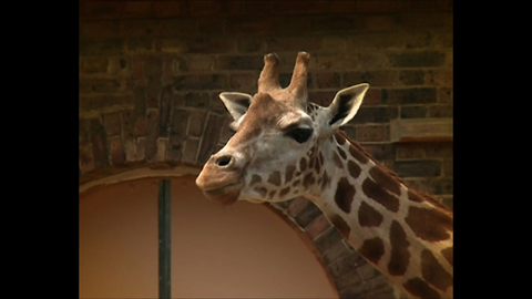 London Zoo Animals Cool Off In Hot Weather