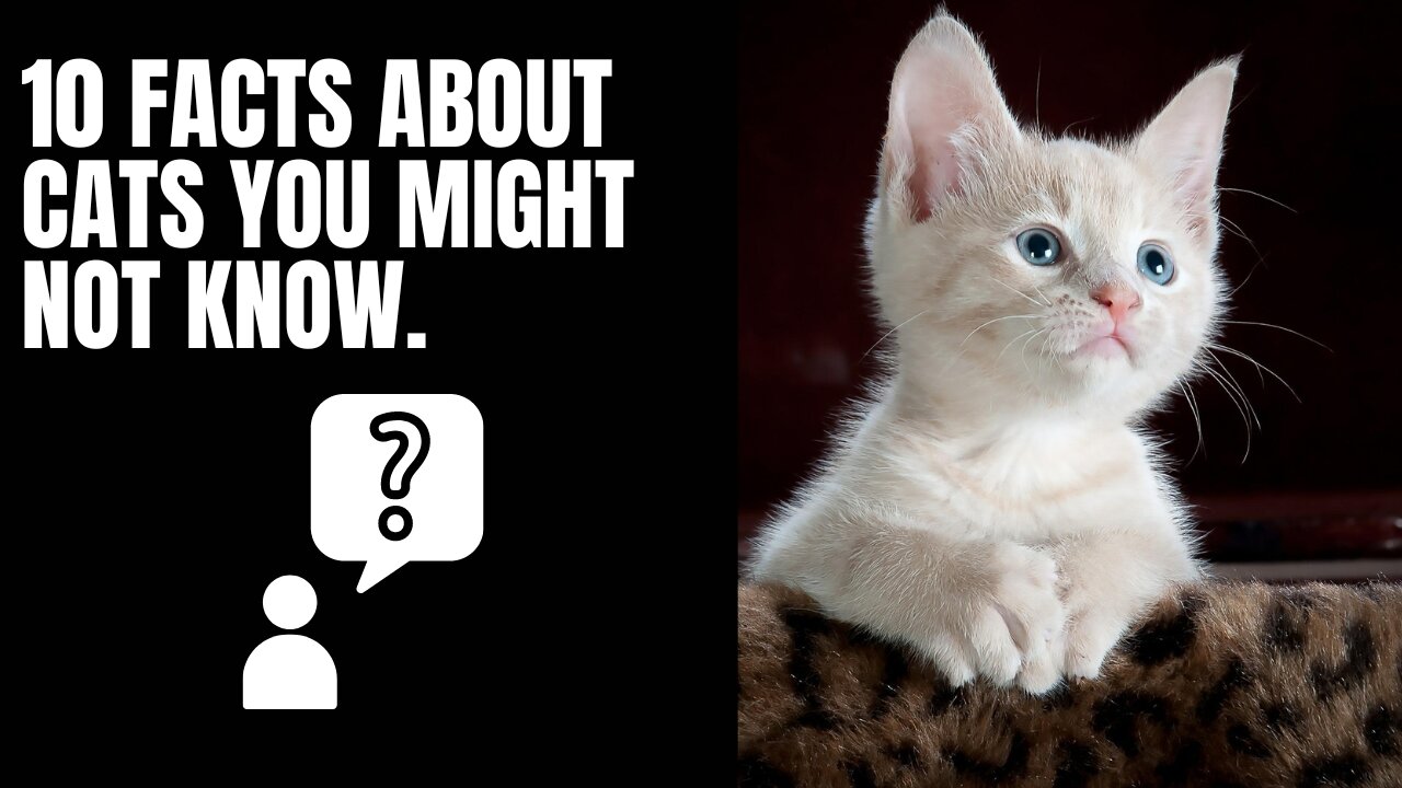 10 facts about cats you might not know