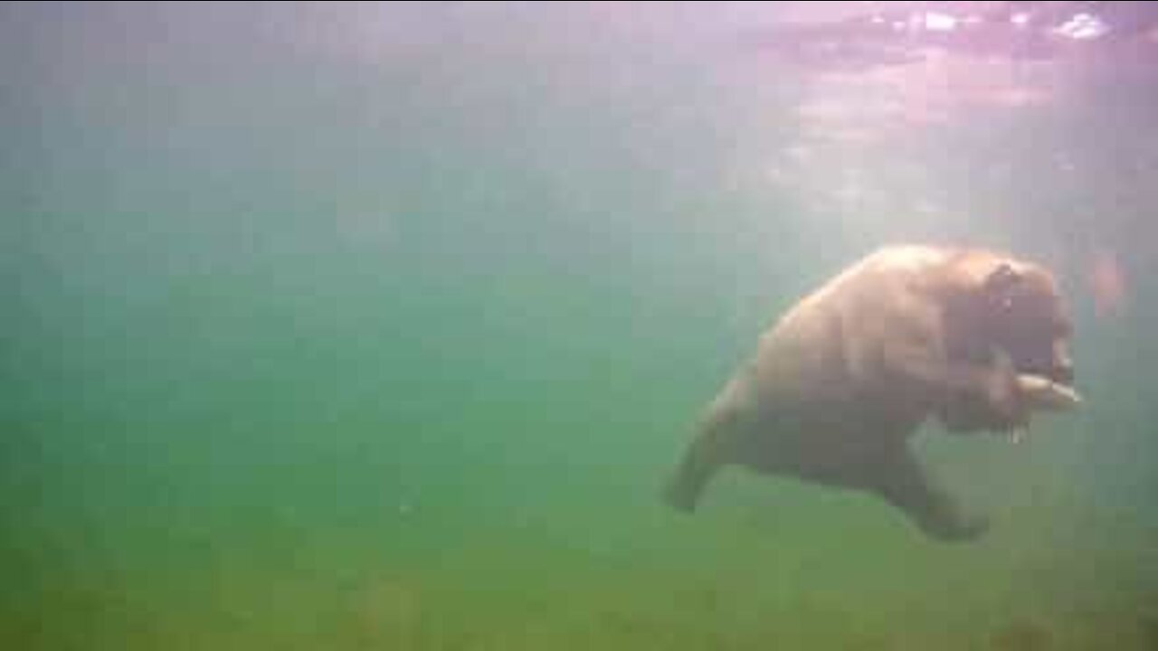 Il video subacqueo di un orso che pesca