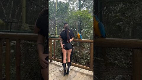 The Bird Stopped Us