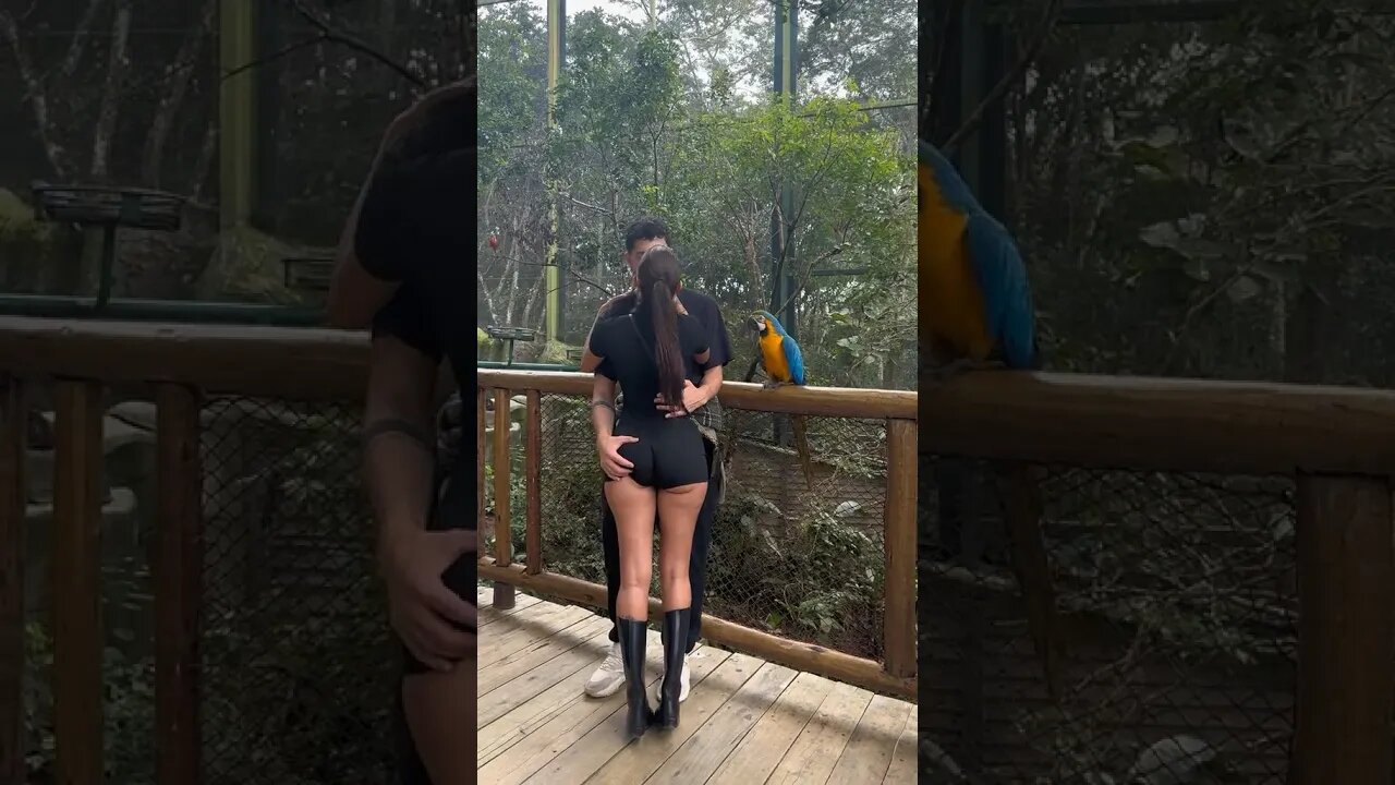 The Bird Stopped Us