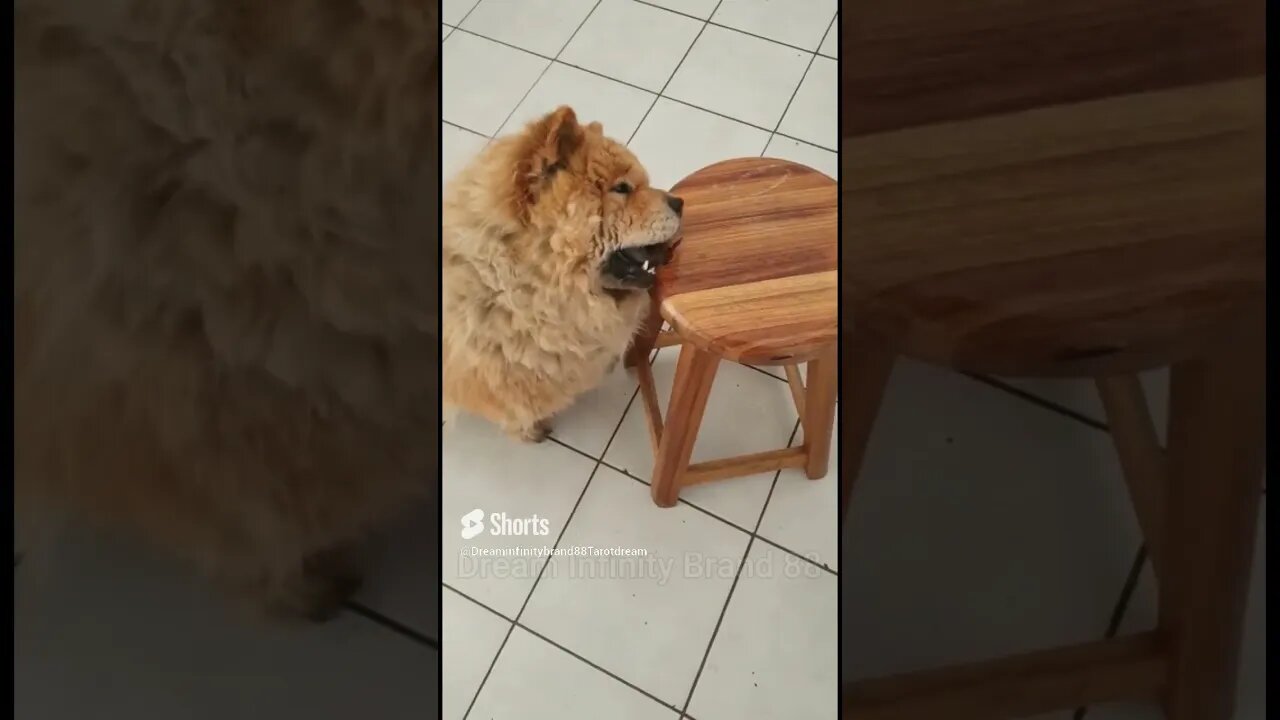 #shorts Chow Chow Dog Living in South Africa Num: 32 #chowchowpuppies #chowchowdog #southafricachows