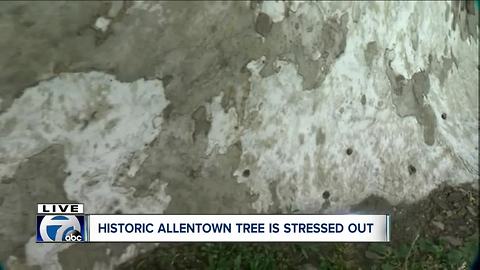 Checking in on health of Buffalo's oldest tree--5pm