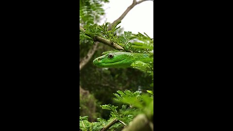 One of the most attractive snakes in South Africa. Meet the Eastern Green Mamba,