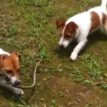 Brave Jack Russell brothers are not afraid of snakes