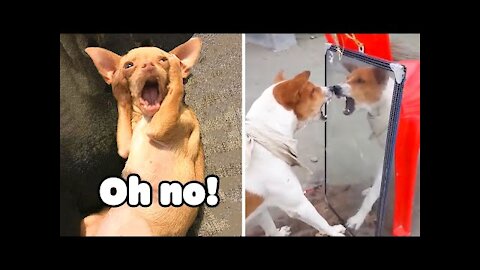 Unbelievable!!! Funny Dog Videos Try Not To Laugh 🦴🐕🐶✔️6