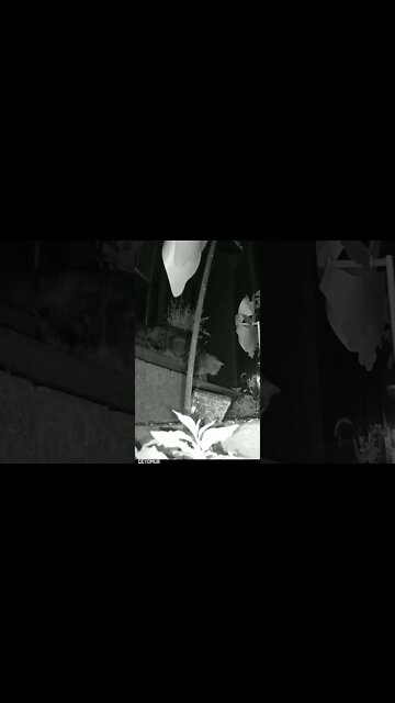 The Cat Pounces On The Mouse #Shorts 😸