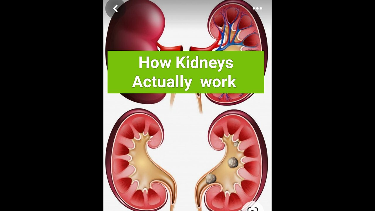 How Kidneys Actually work in Body