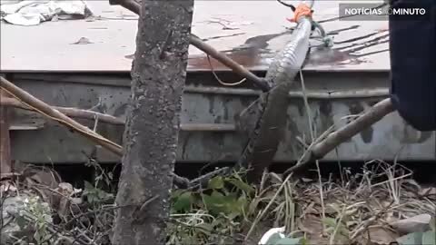 Monstruosa serpente é capturada no Vietnam