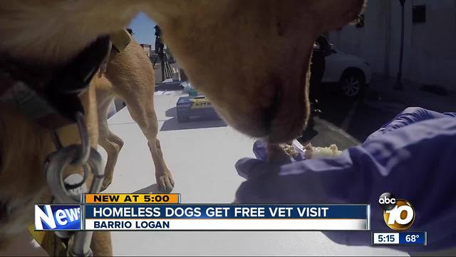 Homeless dogs get access to free vet care