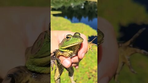 Aggro Lilly Pad Predators! #fishing #bullfrog #shorts