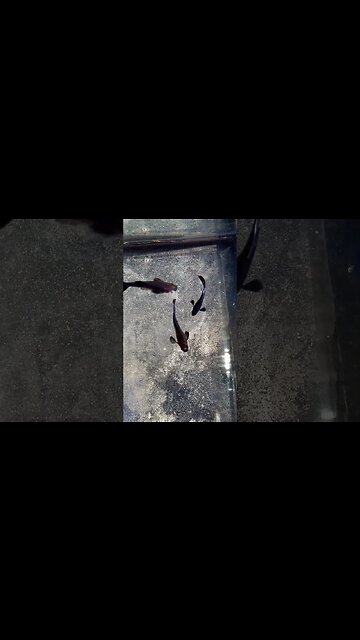 Midnight Blue Moscow Guppies