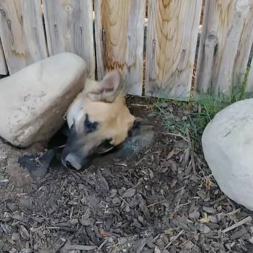 Dog Tries To Dig Hole Under Fence To Get to Neighbors House