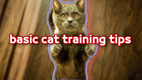 Basic cat training tips .