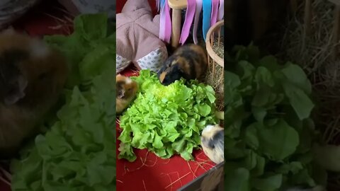 3 Guinea pigs and a salad mountain