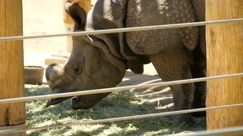 Do rhinos attack other animals6