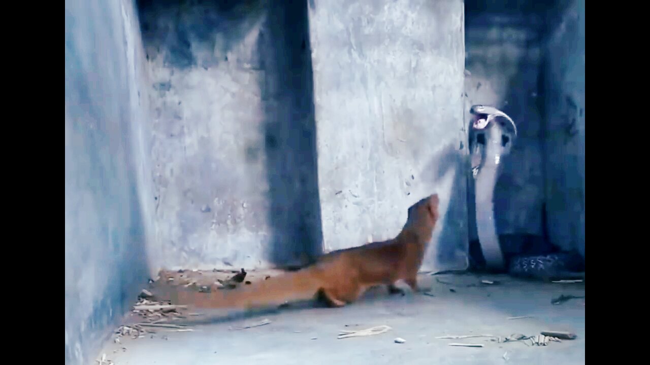 FIGHT ! Giant Cobra VS Yellow Mongoose.