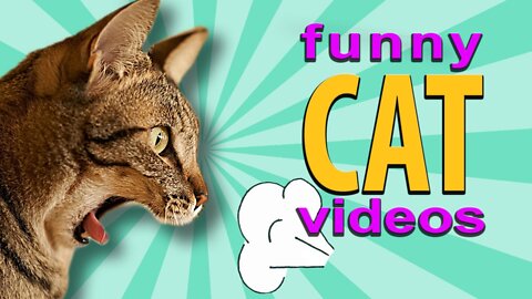 Funny cat video 😱💯😳