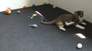 Kitten Plays with Table Tennis Ball