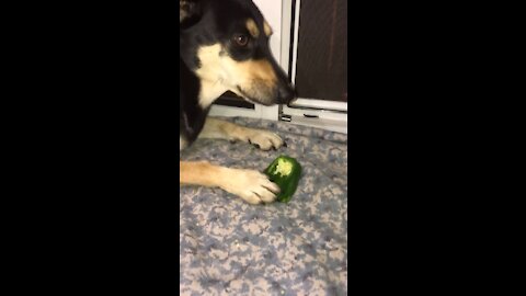 Jordan the dog chews a very crunchy bell pepper!