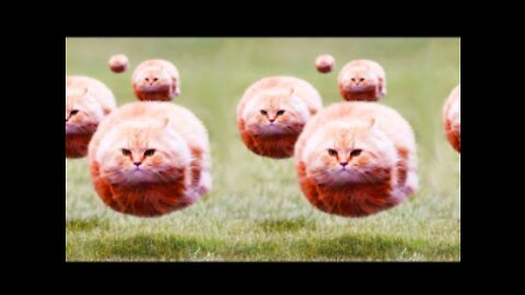 The Funniest Cat Videos on the Internet 🤣🐱