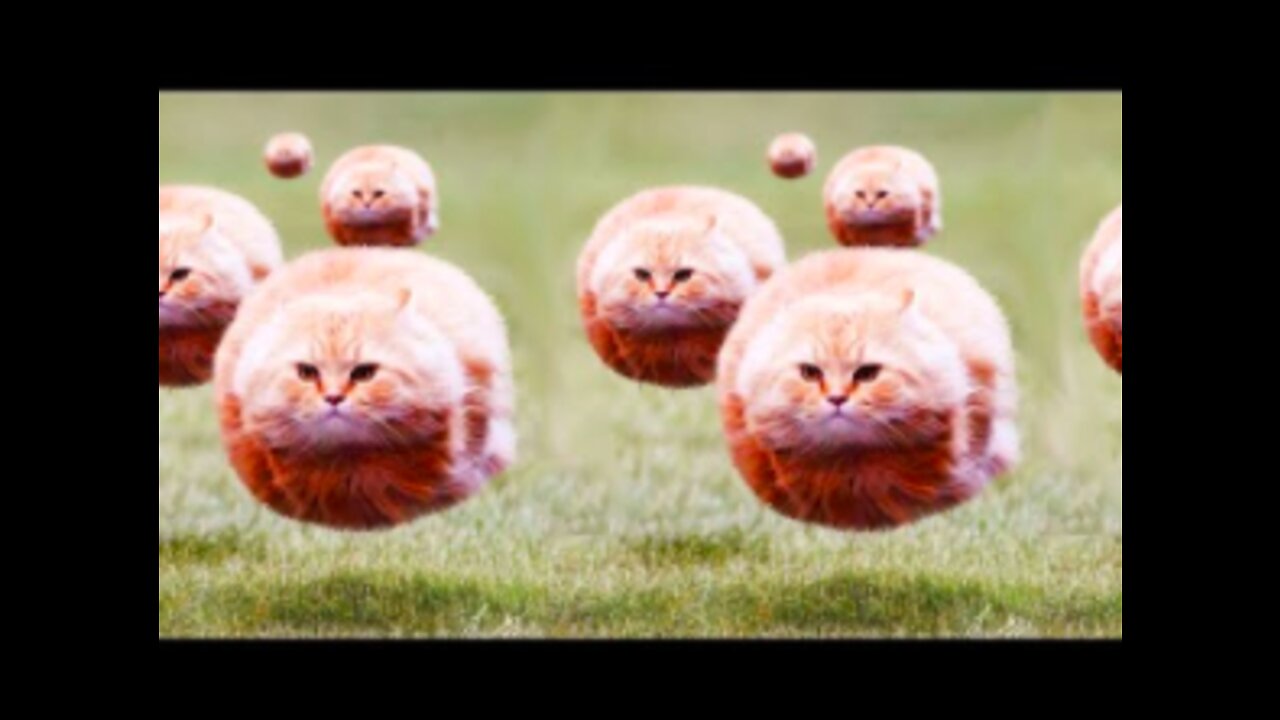 The Funniest Cat Videos on the Internet 🤣🐱