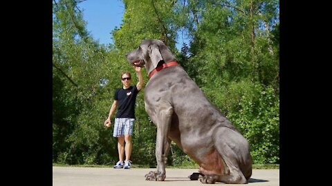 The_worlds_BIGGEST_dog