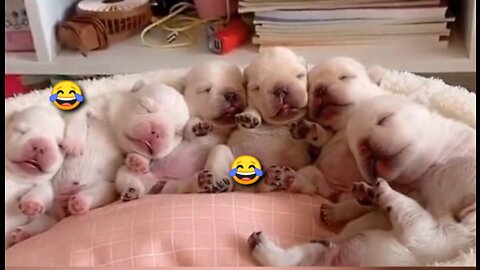 Funny dogs babies video