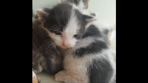 cute kitten ~