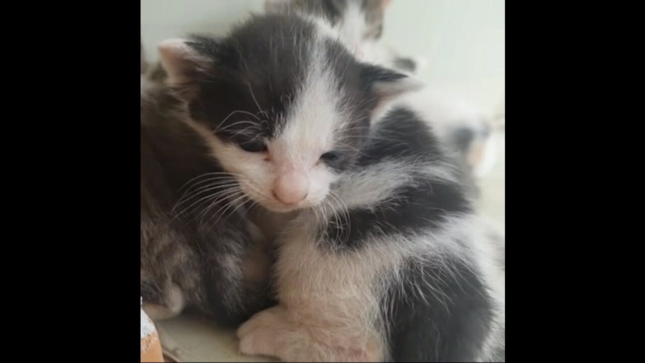 cute kitten ~