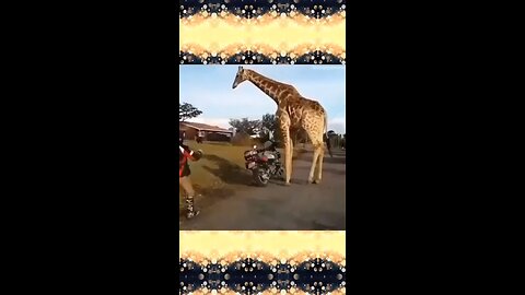 1 #animal #Viral #new #trending