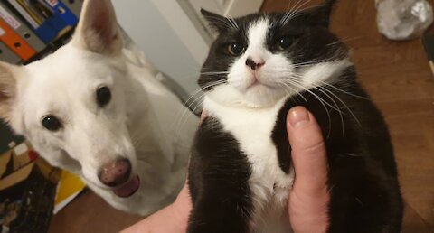 Awesome Friendship Between Cat And Dog