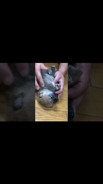 Cute puppy playing with her owner (Pet Garden BD 30) #shorts