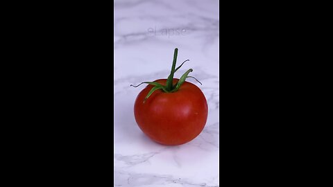 tomato slicesto seedling time lapse...