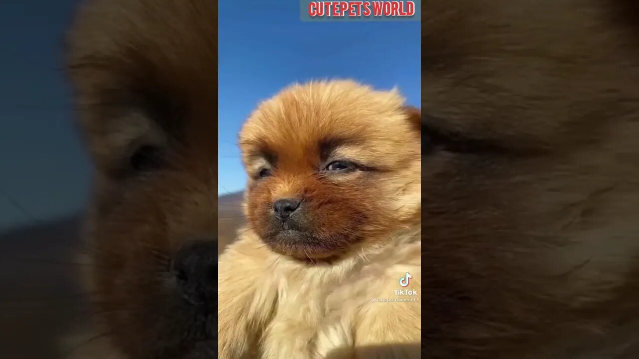 Cute and funny puppy videos/#kitten #cat #kitty #funny kitten #funnycat #trending #shorts #tiktok