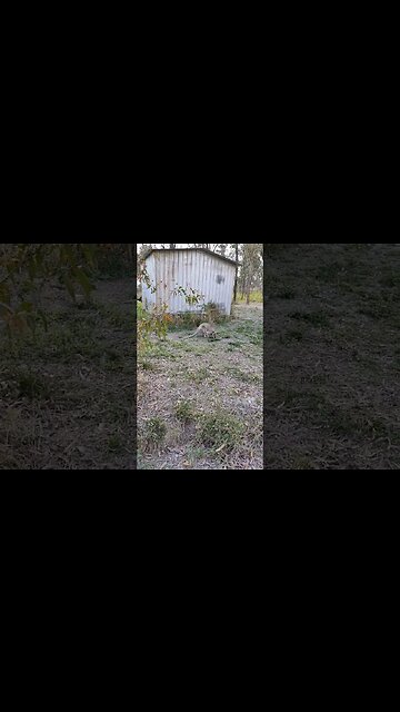 Kangaroo is still here, about 15 feet away from me