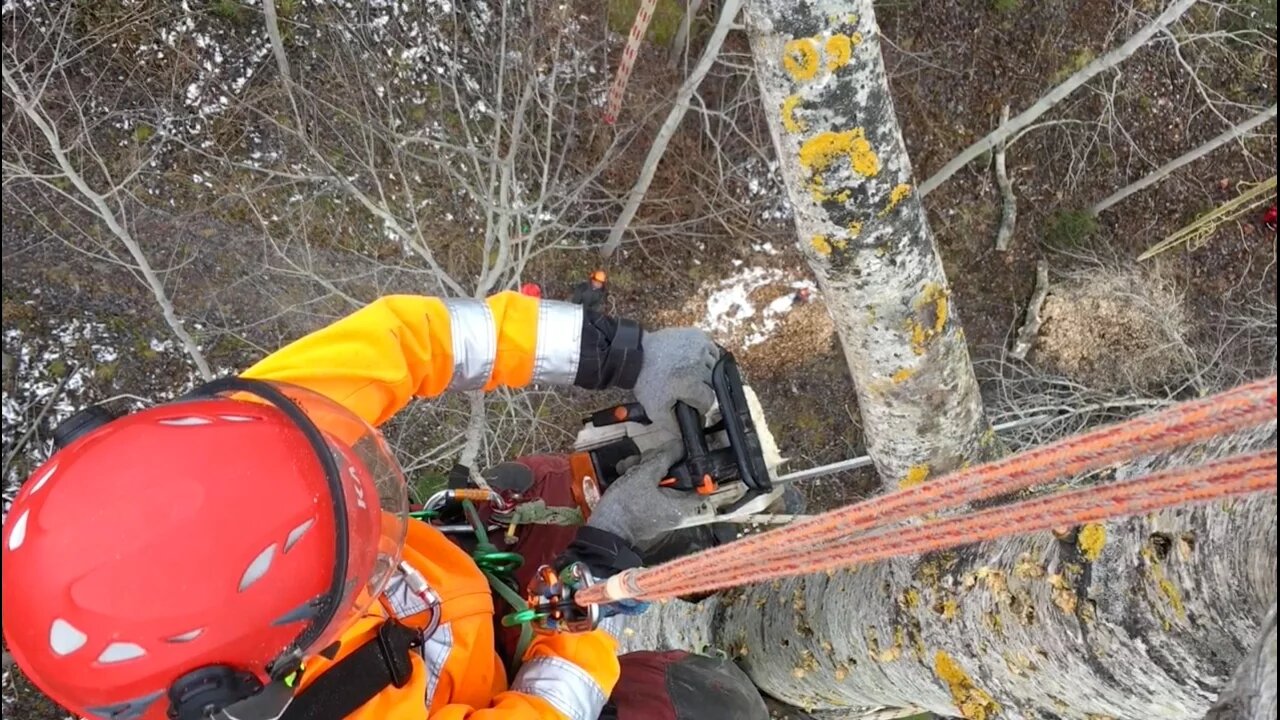 A Luxurious Way To Fall A Tree