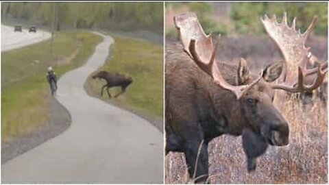 Alce attacca un ciclista in Alaska!