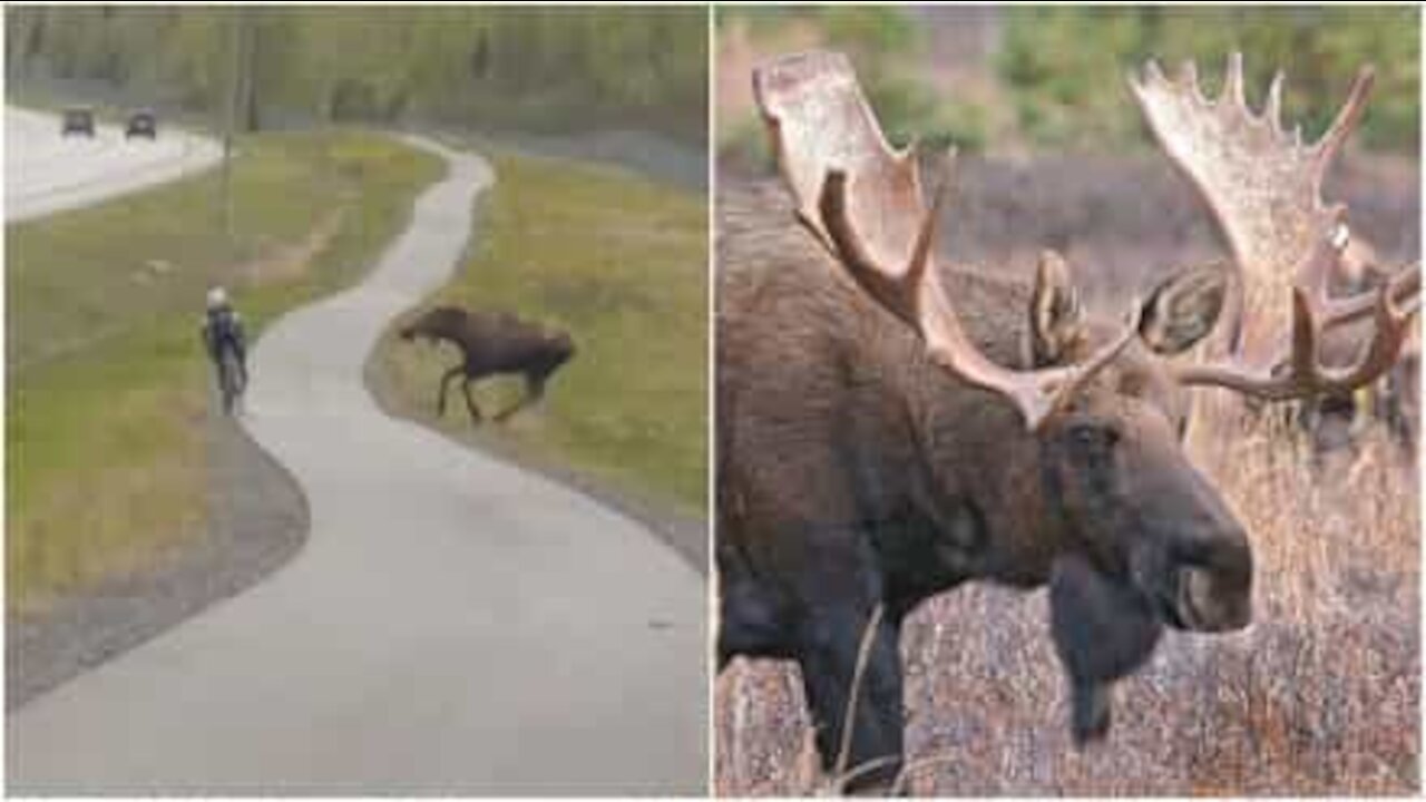 Alce attacca un ciclista in Alaska!