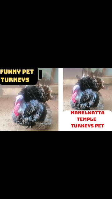funny pet turkeys|funny animals|wild turkeys|#turkey|susan bro| #shorts