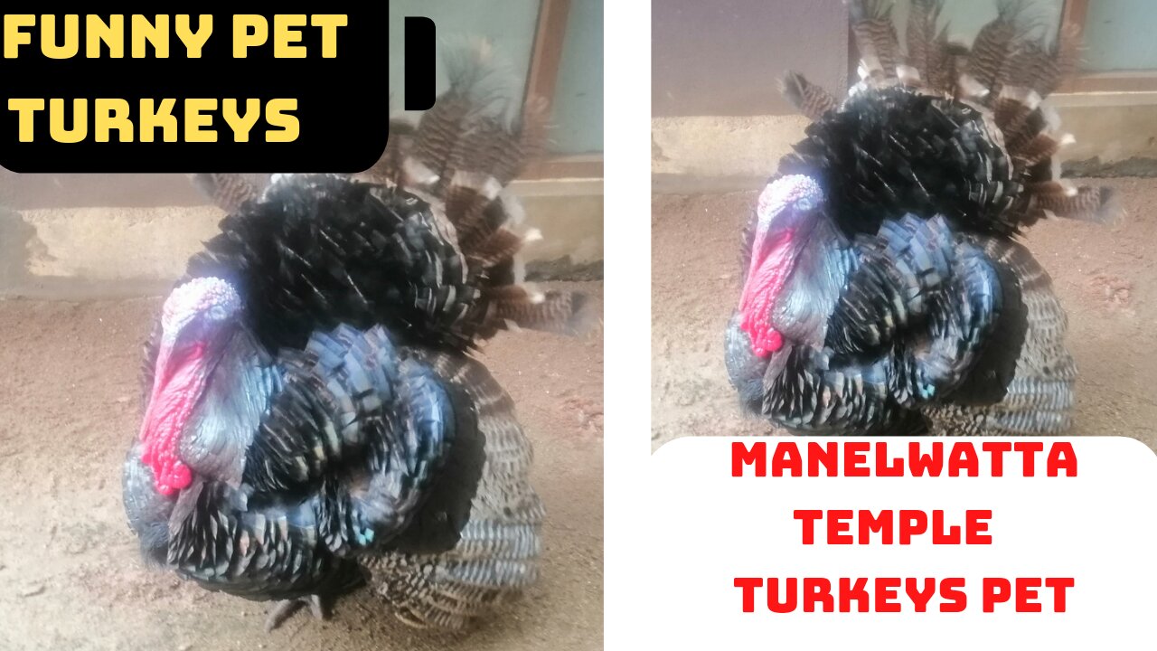 funny pet turkeys|funny animals|wild turkeys|#turkey|susan bro| #shorts