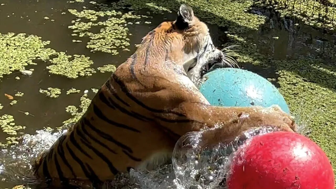 Tiger Swimming and Playing!