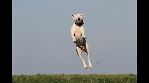 Cute Funny Athletics Dogs