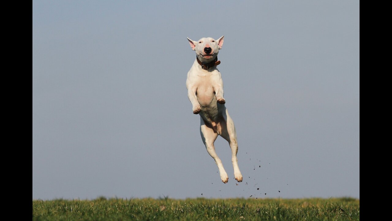 Cute Funny Athletics Dogs