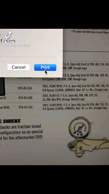 Rumble funny cats 🐈