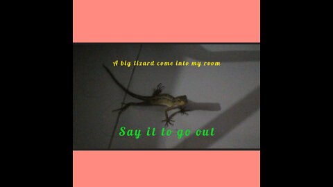 A big Lizard come into my room