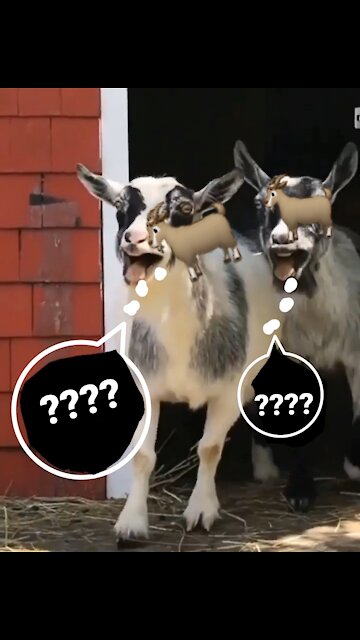 What is 🐐🐐 they saying 🤔 🙄