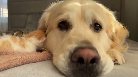 Adorable Golden Retriever and Baby Kittens