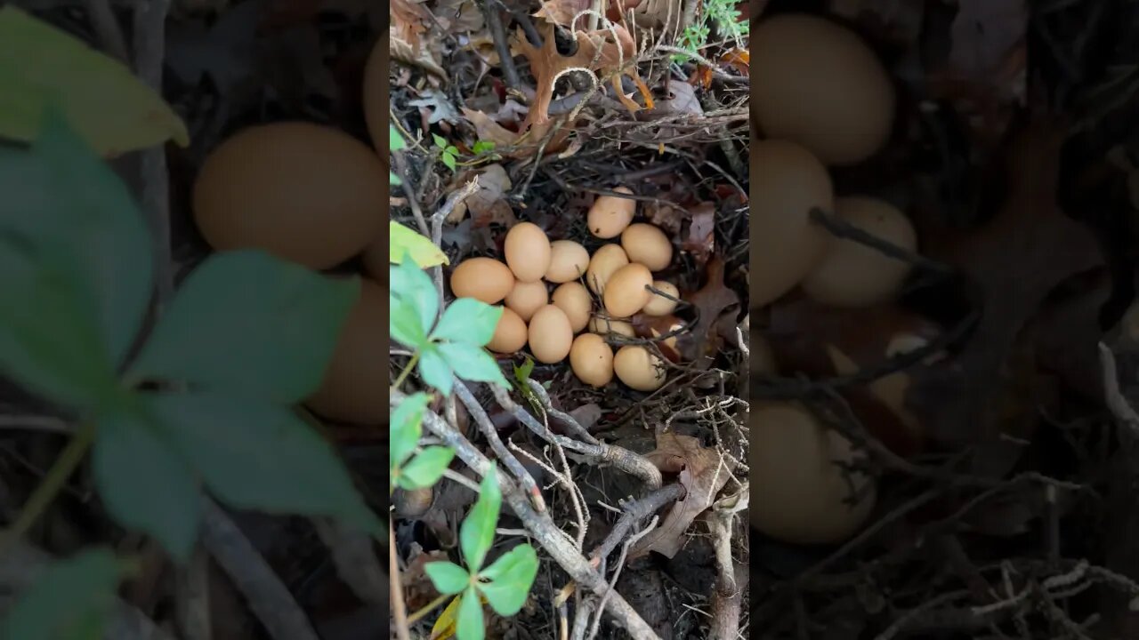 EGGS! #fresheggs #backyardchickens #farmanimals #smallfarm #farmlife #homestead #eggs #foryou